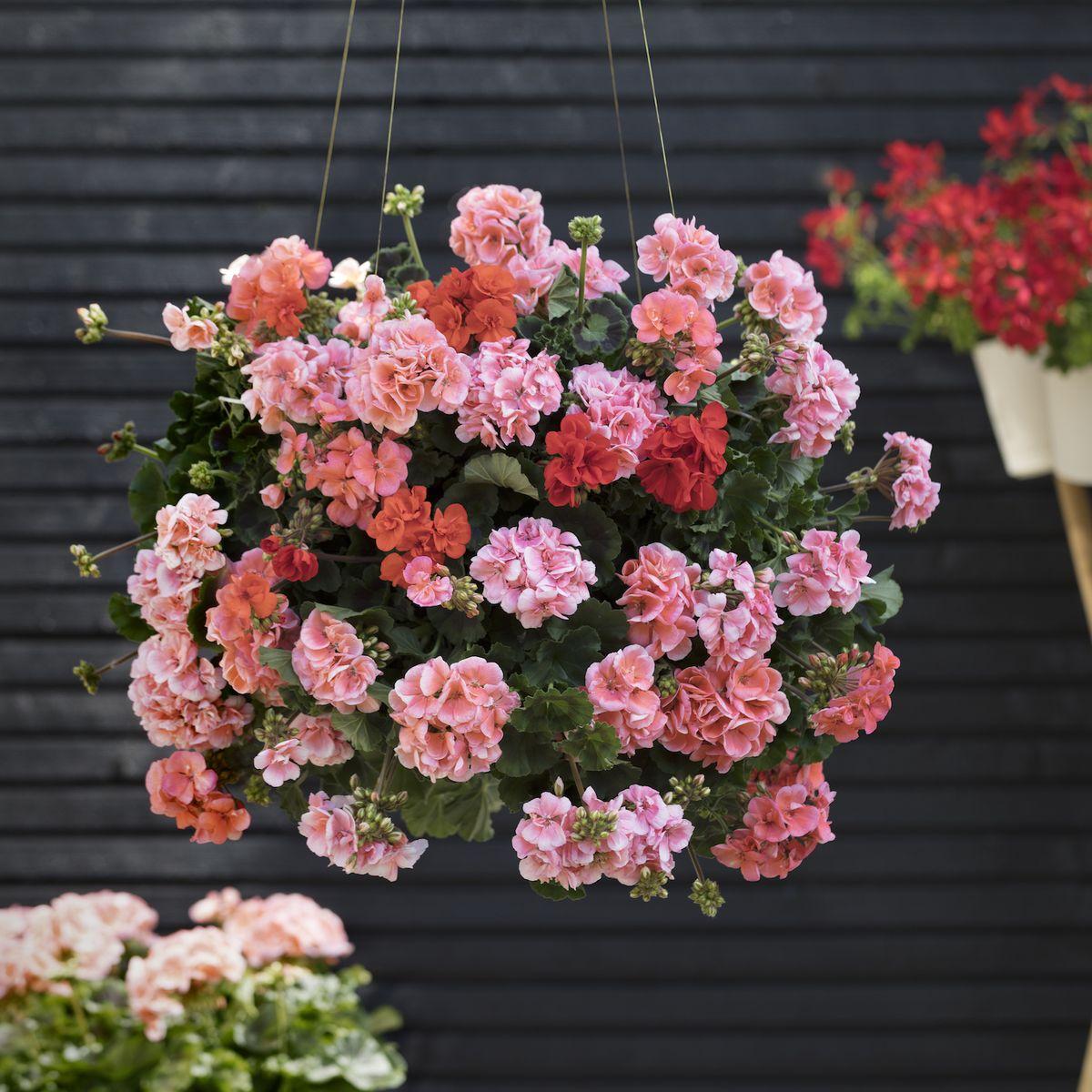 Geranium (Pelargonium)