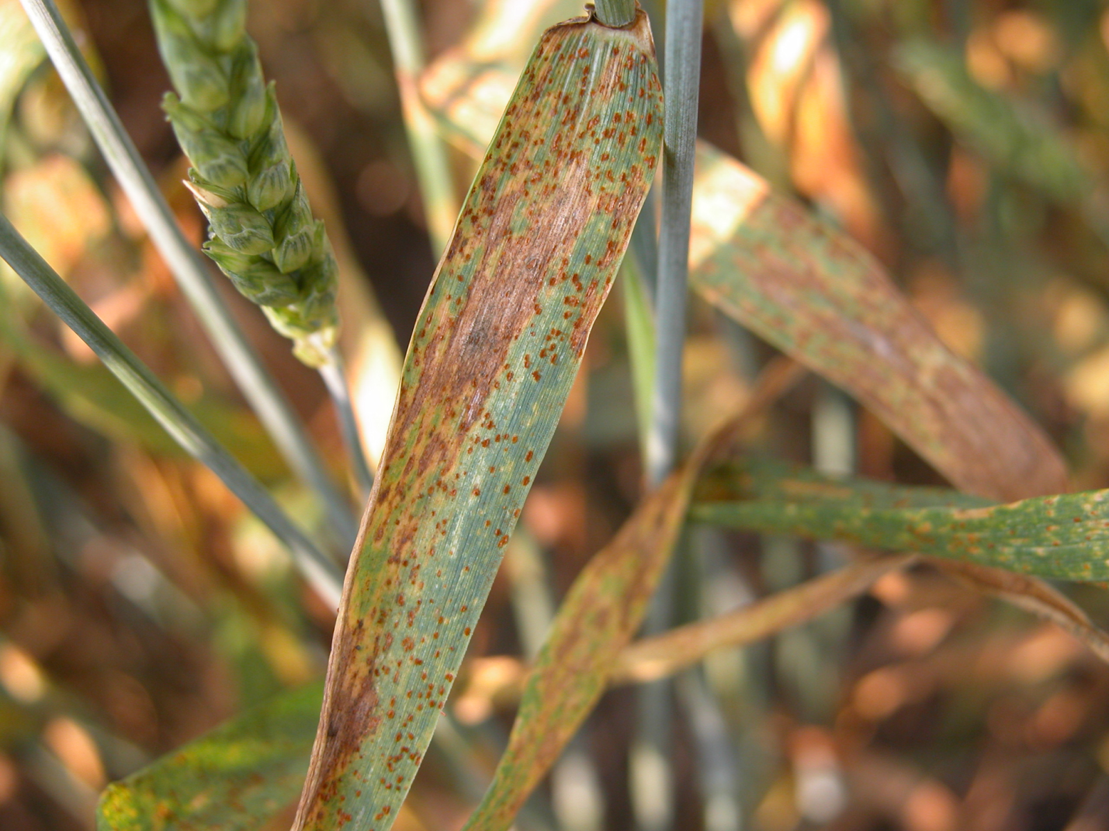 Wheat leaf lust, common disease in wheat