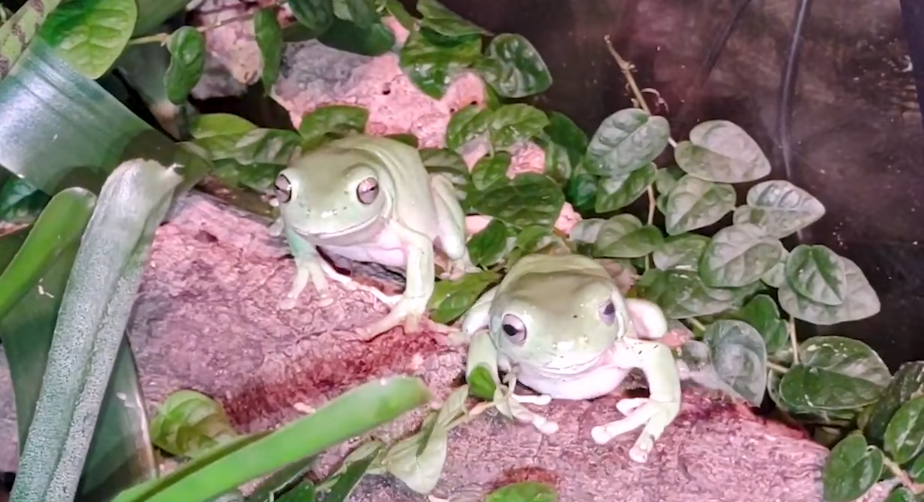 Two White's tree frogs