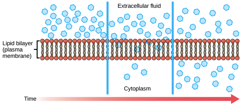 Bladeless fans, airplane flight, hurricanes and diffusion…What do they