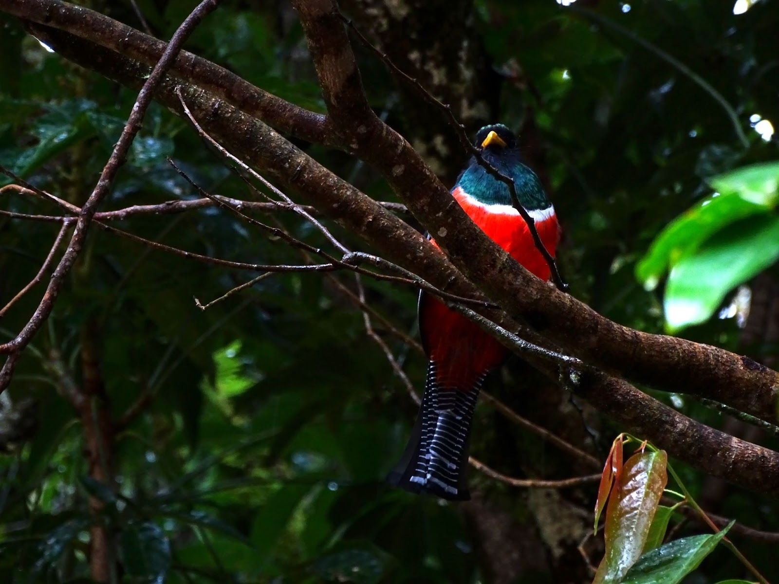 A bird with a dark blue head and a red body sitting among branches in a bush