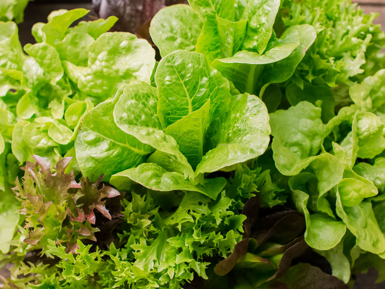 how-to-grow-lettuce-from-scraps