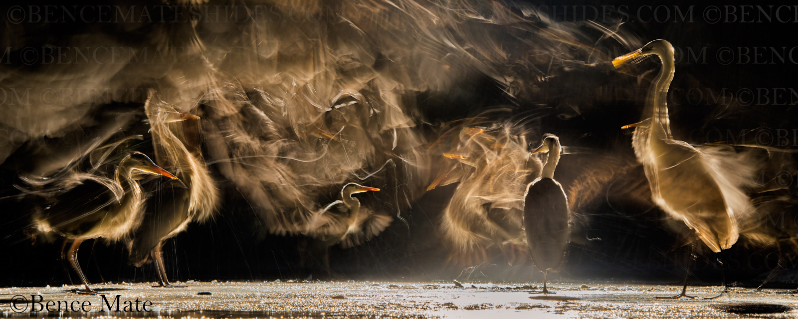 A photo of Great White Egret and Grey Heron by Bence Máté