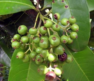 Jamaicans urged to protect pimento plants, bitterwood trees