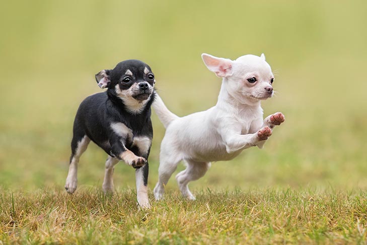 Şivava (Chihuahua) Köpek Cinsi Bilinmeyen Özellikleri
