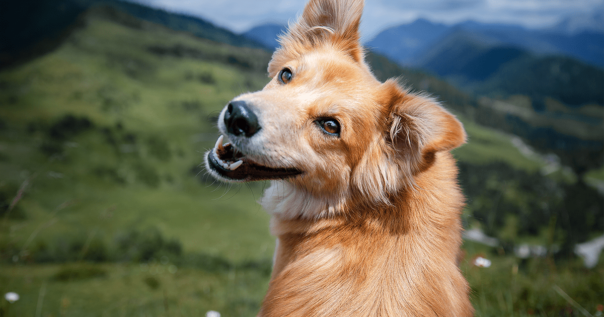 beautiful dog in countryside