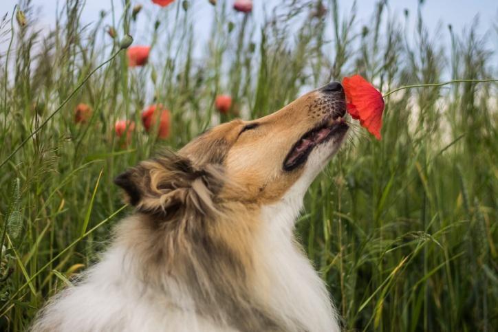 The sense of smell of dogs is 40 times better than humans.jpg