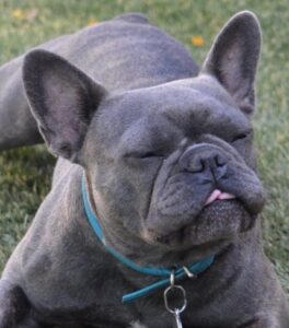 grey adult french bulldog