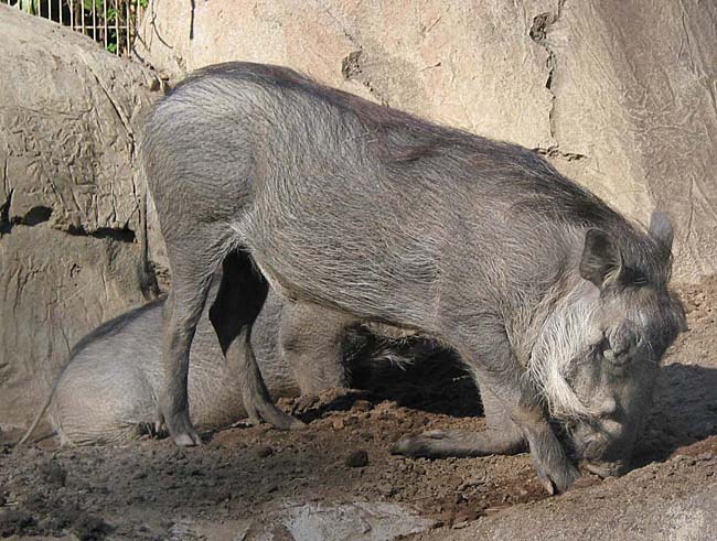Warthog at San Diego Zoo.