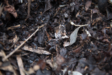 How To Compost At Home For Beginners, soil health 