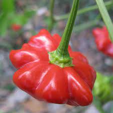 Red star-shaped pepper hanging from the plant.  The pepper is squat, about 3/4 inch tall but about 3 inches wide.  Resembles the shape of a starfish.  