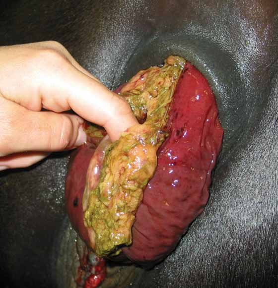 Prolapse of the rectum using digital manipulation under epidural analgesia.