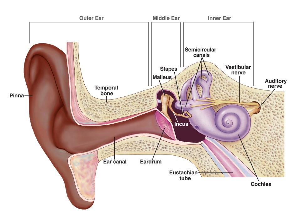 diagram of the inside of the ear