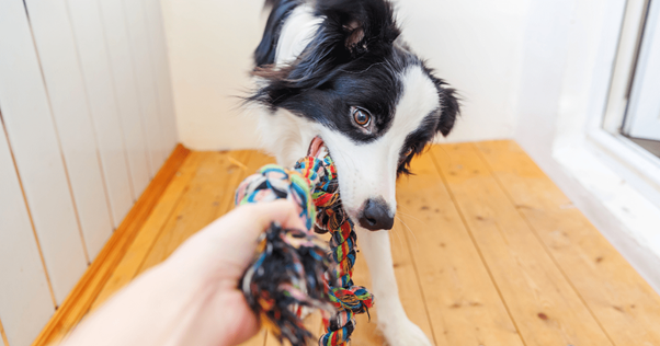 jouer avec son chien pour renforcer la relation