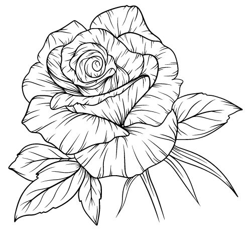 30 Easy Rose Drawing Outline Ideas For Beginners - Geekbitz.com