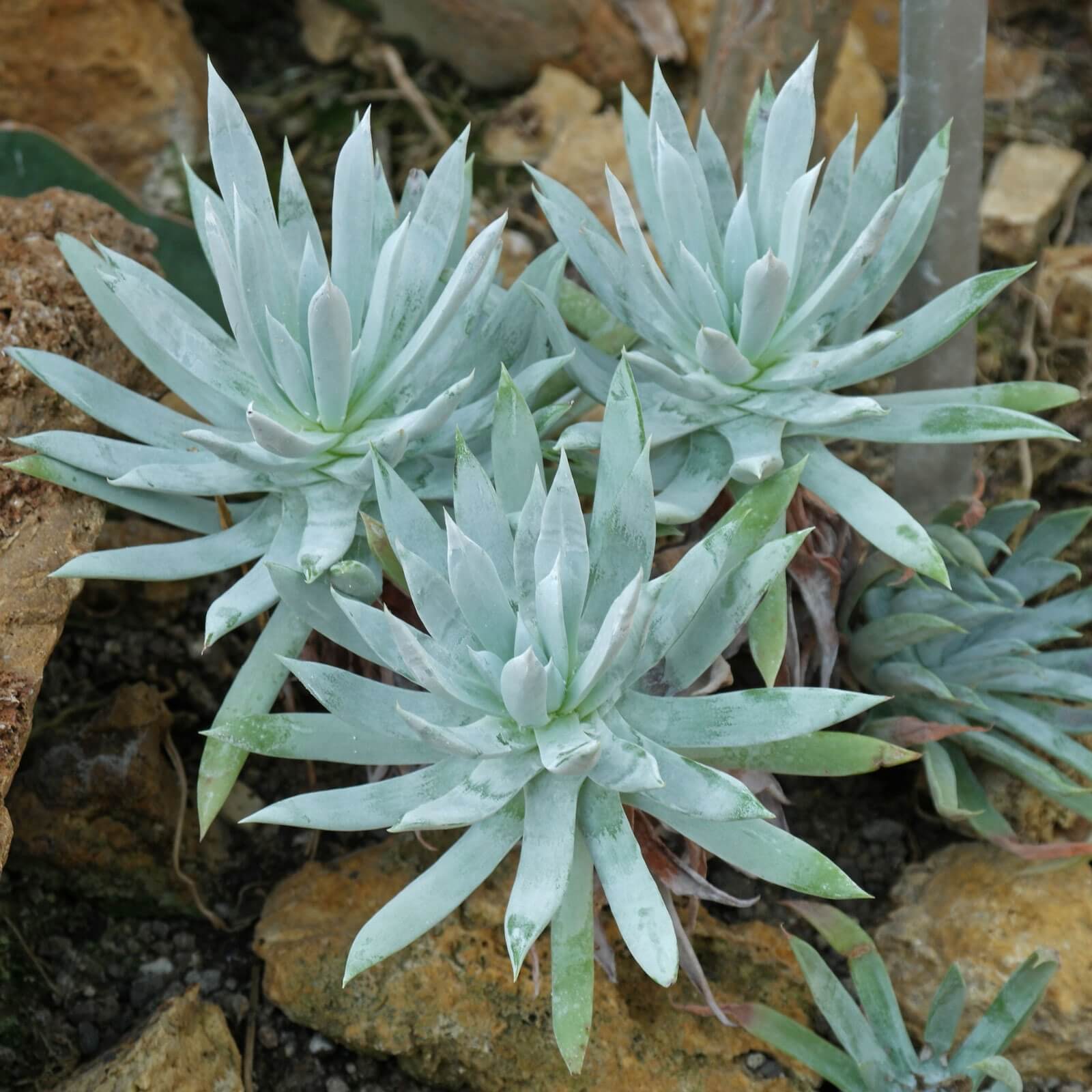 Dudleya