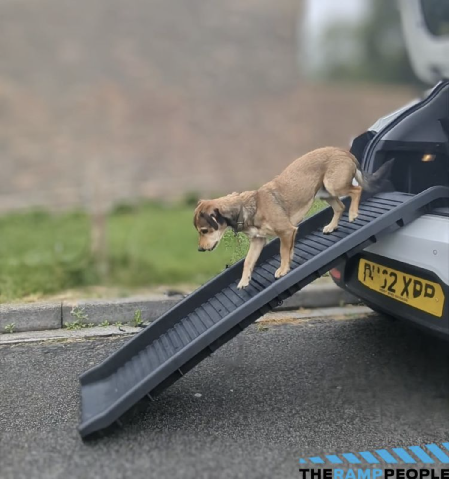 Small dog going down a dog ramp