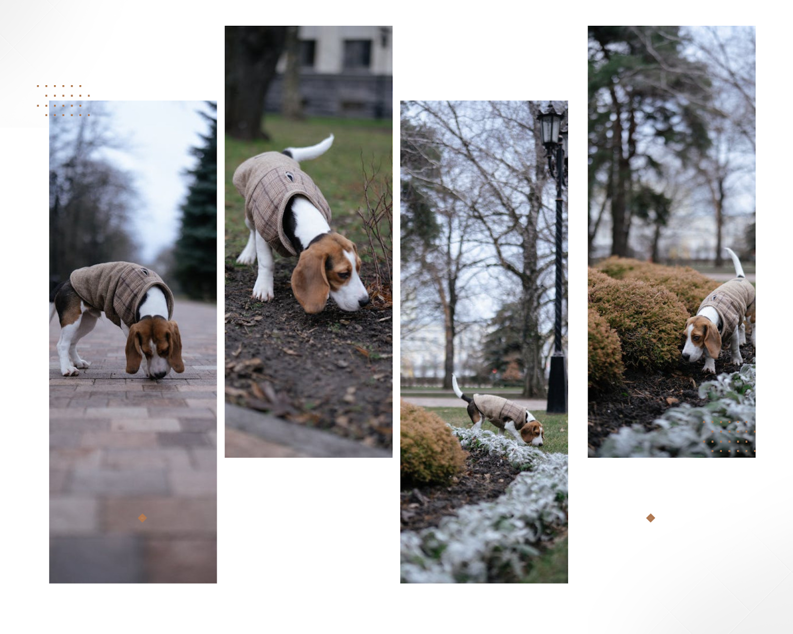 Scout exploring a park