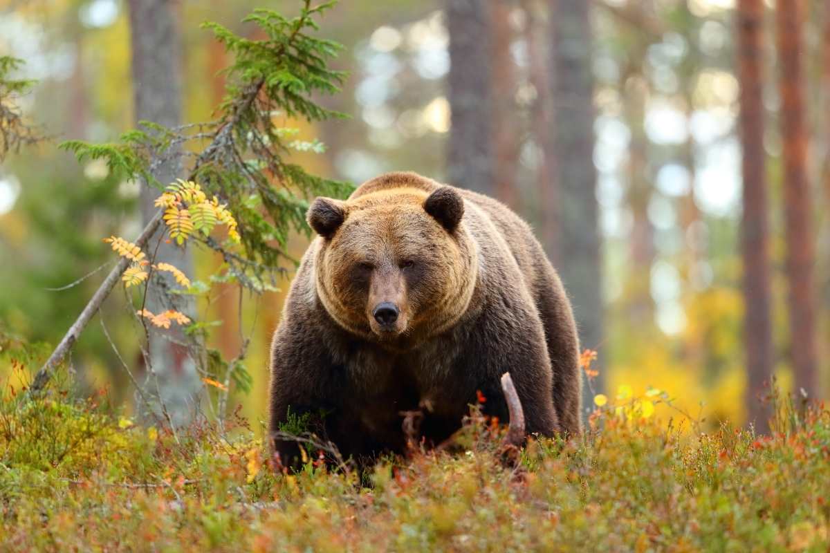 how to stay safe from bears mountain lines while backpack camping
