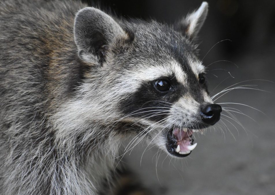 Why Do Raccoons Scream