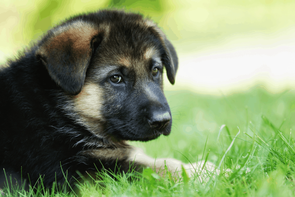 Cachorro de pastor alemán mirando