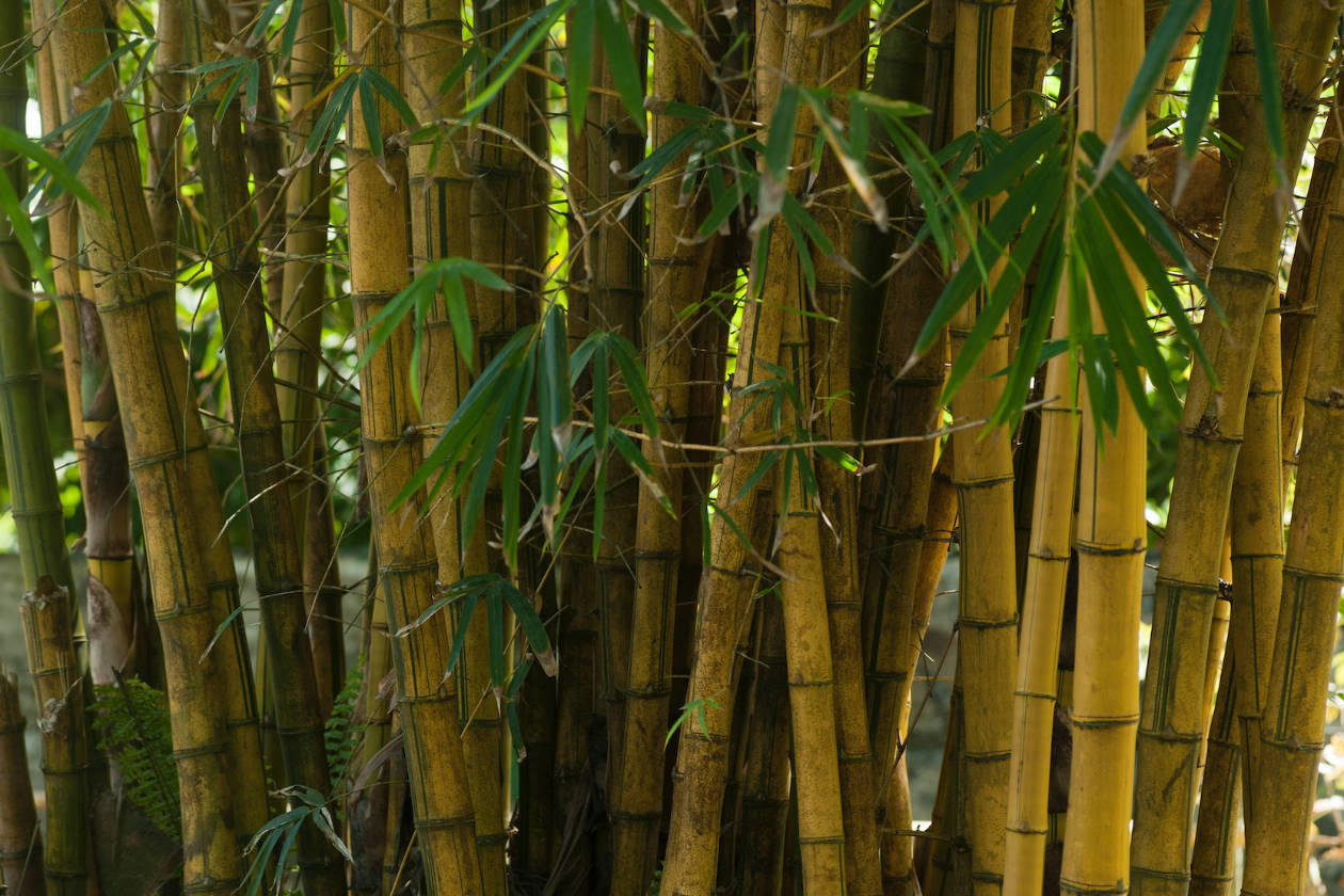 Bamboo stalks in bright and sunny day.