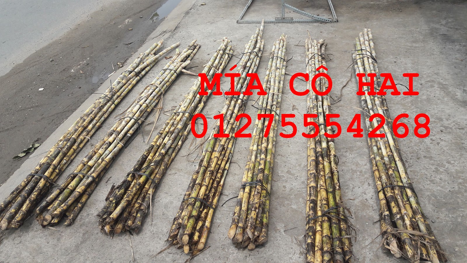 Mía cây mía ăn xuất khẩu 01275554268 - 19