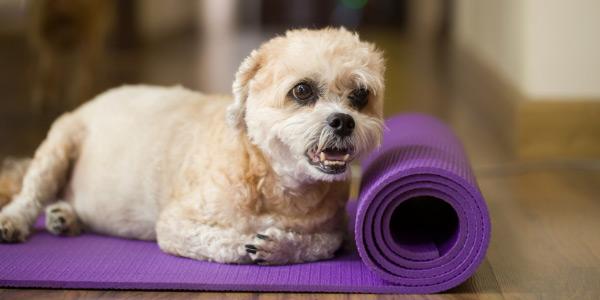 8 Easy Ways to Help Your Dog Lose Weight