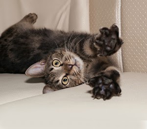 How to keep cats from scratching leather furniture