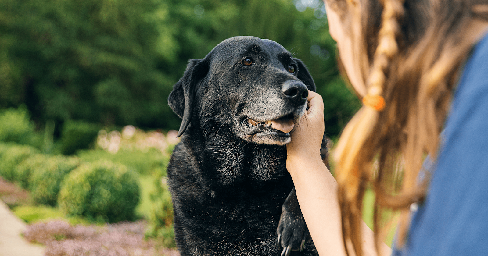 old black labrador with girl