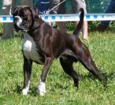 Resultado de imagen para perro boxer europeo