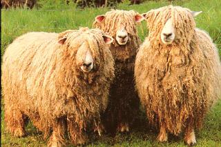 Natural Color Lincoln Longwool Raw Wool Fleece