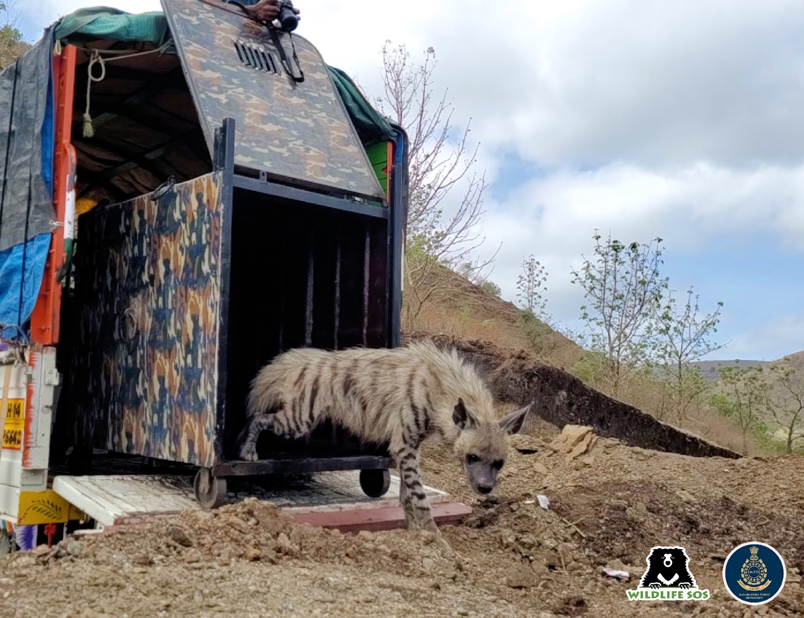 striped hyena released back in the wild