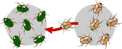 flow gene between populations brown beetle teaching articles amount goes population