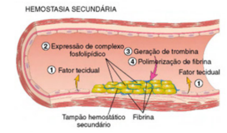 Hemostasia secundária - Estágios da hemostasia.