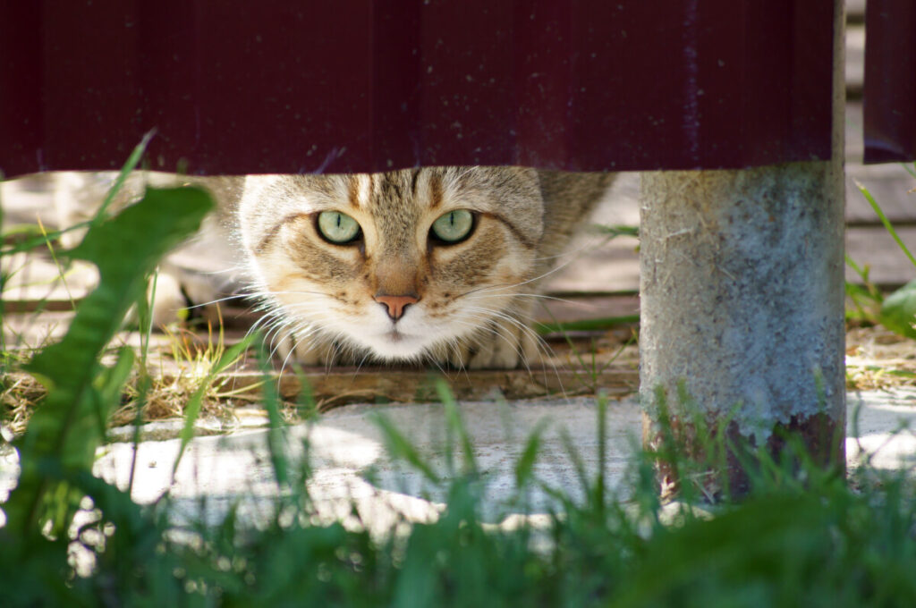 cat-peering-under-a-fence