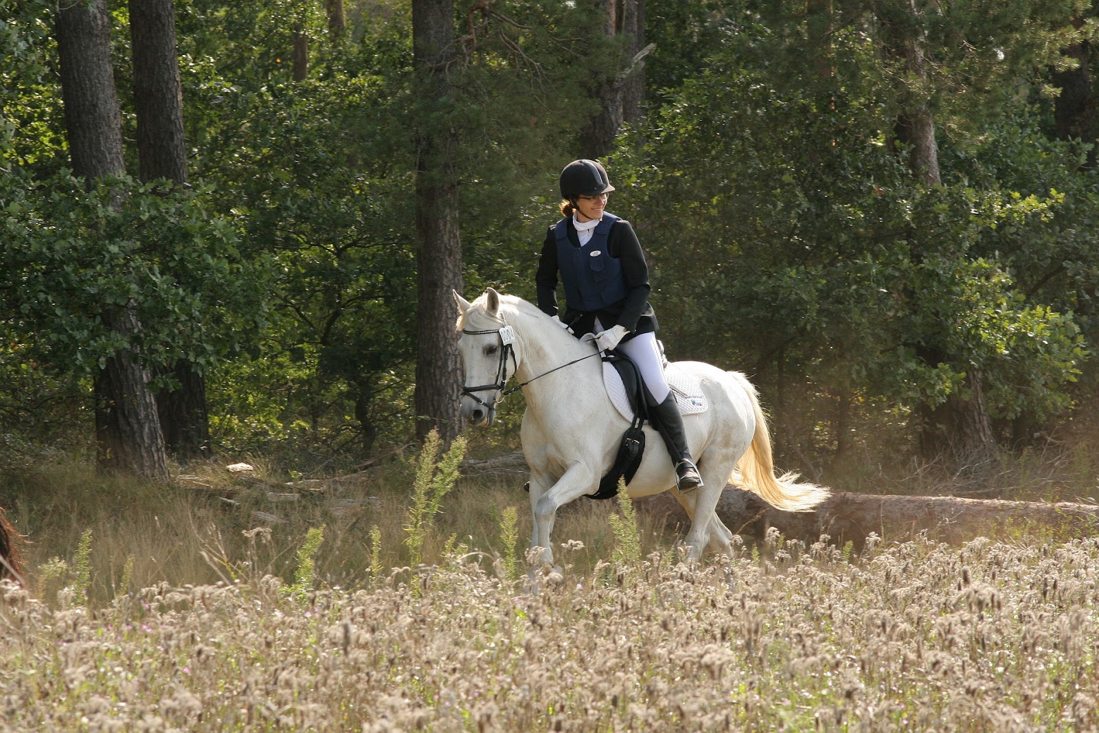 cross country rider half halts a cantering horse