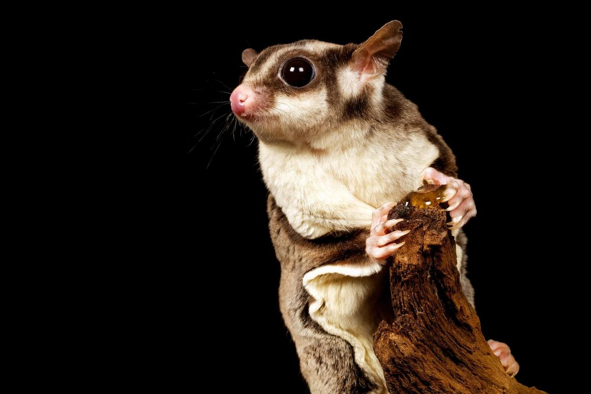 Sugar Gliders Legal In CA