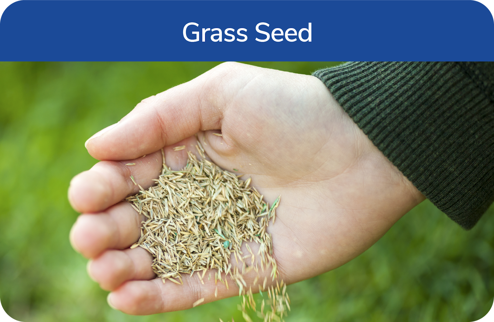 hand pouring grass seed