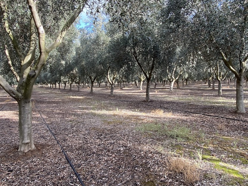 intensive olive grove. ESAO