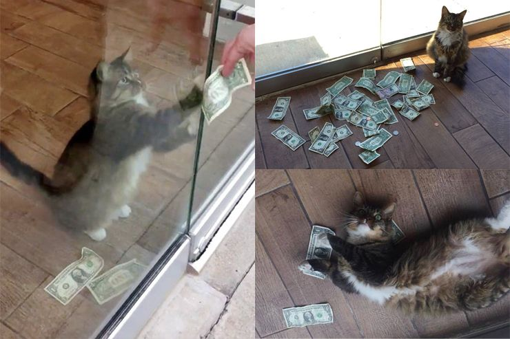 เลี้ยงแมวต้องมีเงินสำรอง ประมาณหนึ่ง