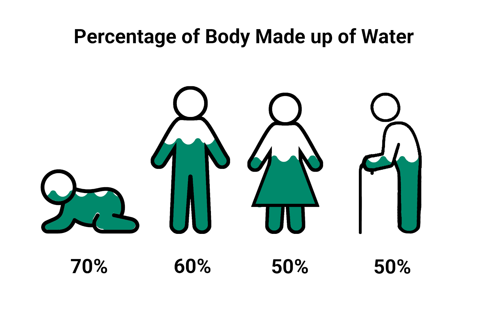 Percentage of Body Made up of Water