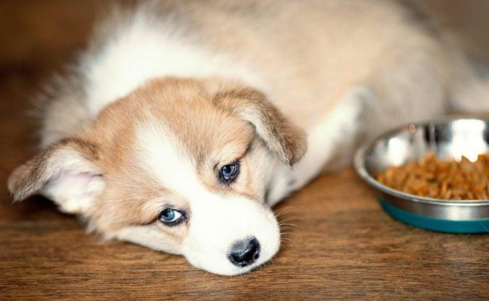 Why Is My Dog Not Eating? Reasons Why a Dog Won't Eat 