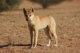Image result for Dingoes