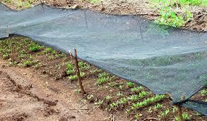 Image result for picture of nursery management in kenya