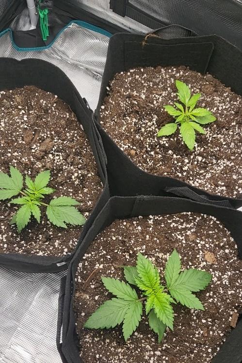 foto 2 crescita pianta di cannabis 