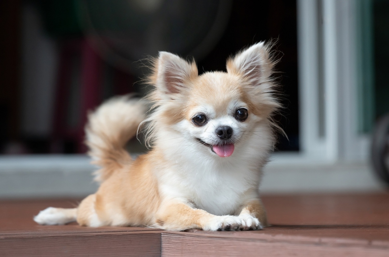 Why Are Chihuahuas So Mean? 4 ujL0gDvTrcvsRarufZUD4LHsYHkZ1s1ruq6fP7YujaPQ55lQkosOvnc8mbv4qwaNPg77dHPjPM8yHaRDo8lg JhQgwn w23BsS0LQTCubOYW7oKU50c6HEfyNkPw 1 rT3zvzHhIYVFddJKw PGKZR8