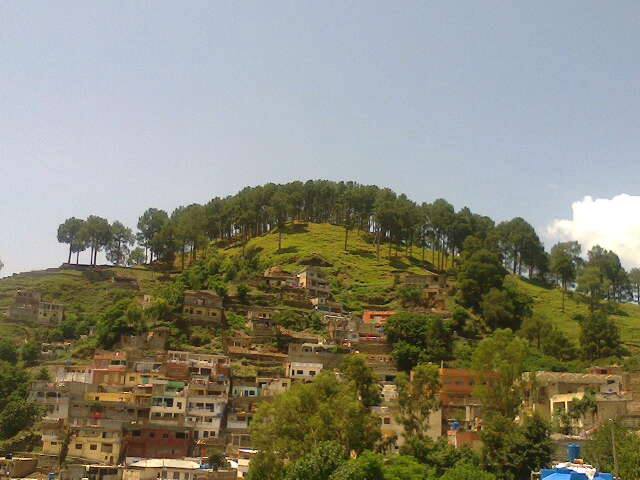Pine Trees at Shimla Pahari - Scenic Views of Shimla Hill Abbottabad