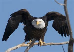 Katy Prairie Conservancy (KPC) January 2015 offers “Realm of the Eagle”