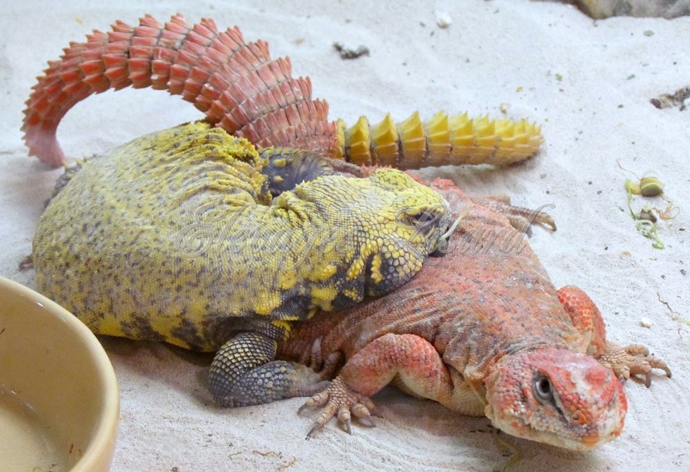 UROMASTYX breeding